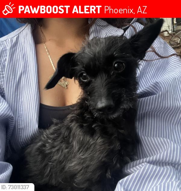 Lost Female Dog last seen Near n Indian school & camelback , Phoenix, AZ 85031