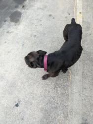 Found/Stray Female Dog last seen Family Dollar in LaSalle Avenue, Waco, TX 76706
