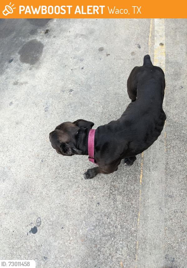 Found/Stray Female Dog last seen Family Dollar in LaSalle Avenue, Waco, TX 76706