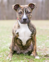 Reunited Female Dog last seen Fruitvale ave , Oakland, CA 94601