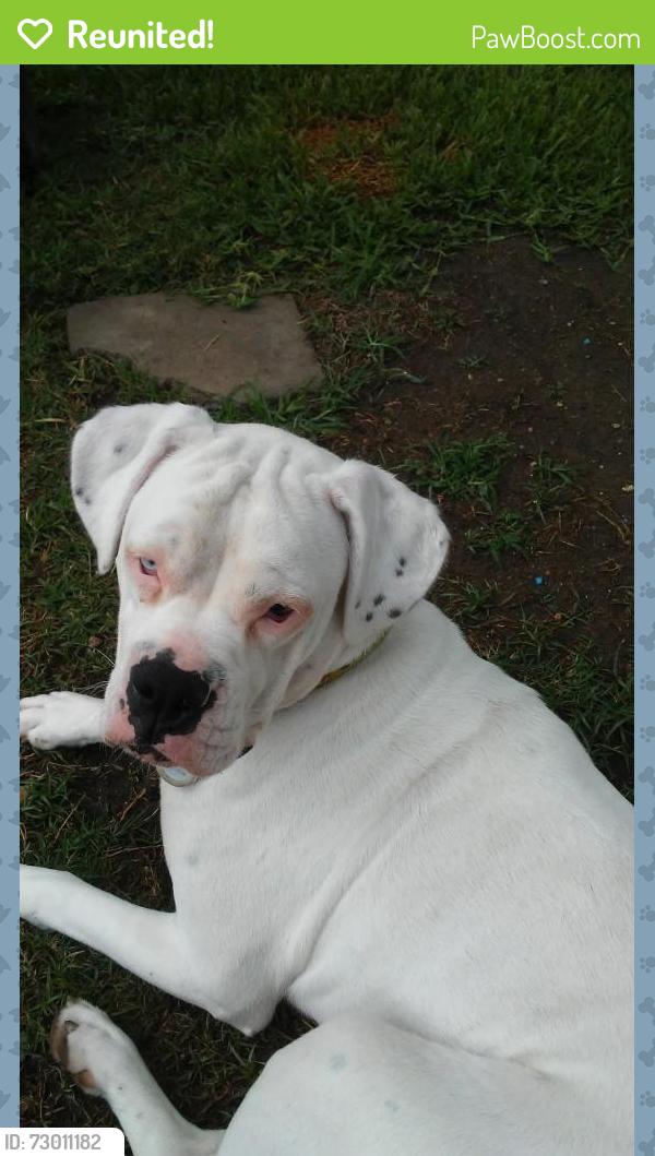 Reunited Female Dog last seen By Garland Highschool, Garland, TX 75040