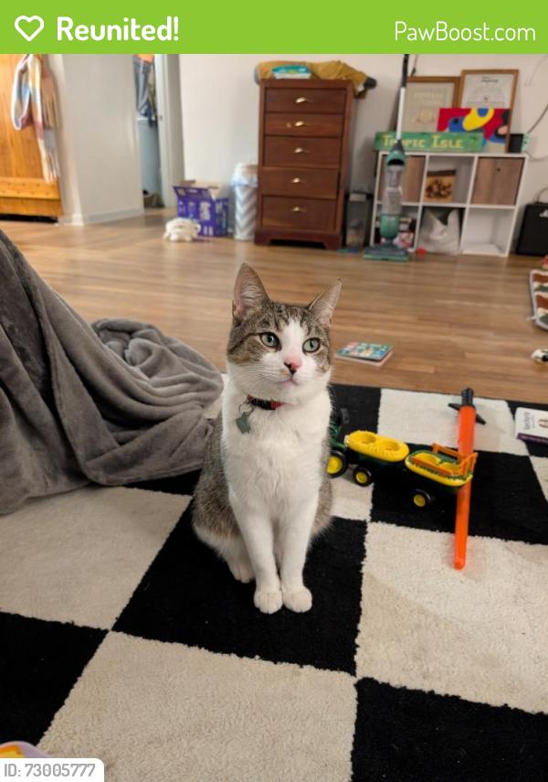 Reunited Male Cat last seen Hendrix and harland Court , Oak Ridge, TN 37830