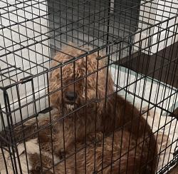 Found/Stray Male Dog last seen Crowley road , Fort Worth, TX 76134
