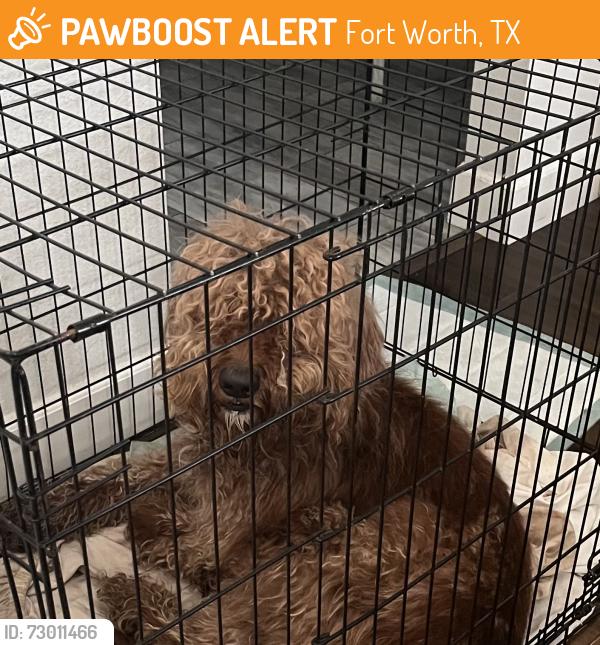 Found/Stray Male Dog last seen Crowley road , Fort Worth, TX 76134