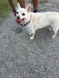 Reunited Male Dog last seen Larkin Dr., Covina, CA 91723