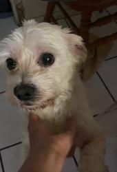 Lost Male Dog last seen Santa Fe Ave and Willow, Long Beach, CA 90810