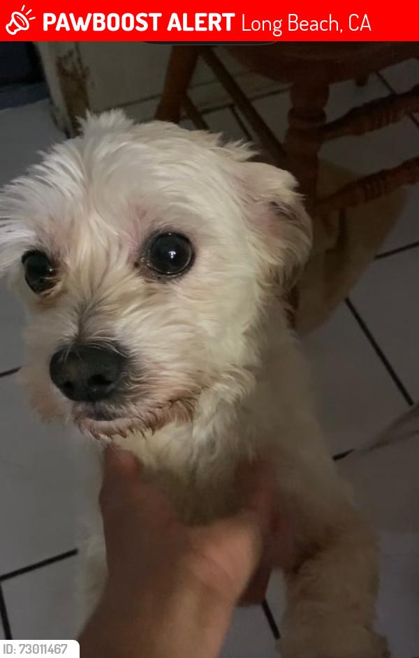 Lost Male Dog last seen Santa Fe Ave and Willow, Long Beach, CA 90810