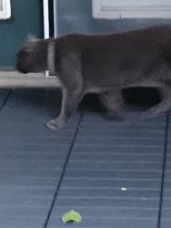 Found/Stray Unknown Cat last seen Near Between Brighton Place and Commons On the Lake cndmnium, Greensboro, NC 27410