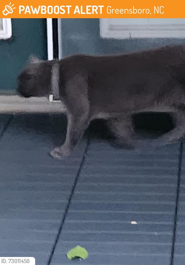 Found/Stray Unknown Cat last seen Near Between Brighton Place and Commons On the Lake cndmnium, Greensboro, NC 27410