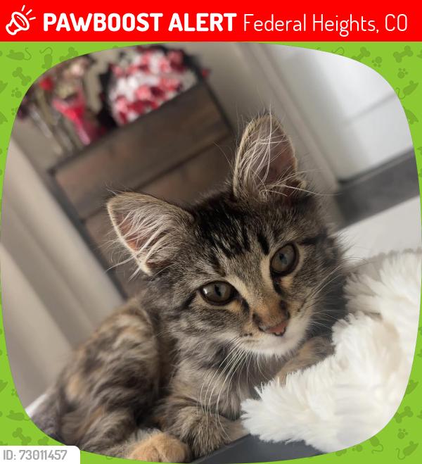 Lost Female Cat last seen Near and pecosst , Federal Heights, CO 80260