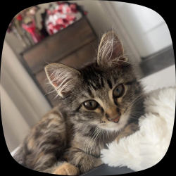 Lost Female Cat last seen Near and pecosst , Federal Heights, CO 80260