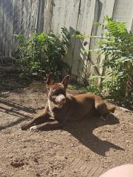 Lost Female Dog last seen Strawberry, Randall County, TX 79015