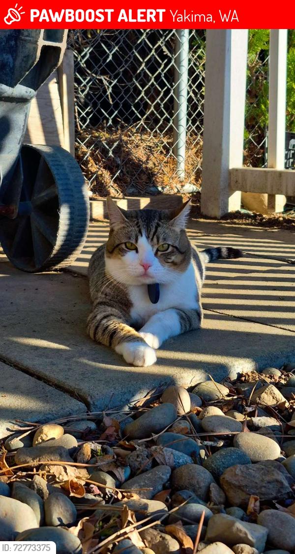 Lost Male Cat last seen Terrace Hights drive around 7-Eleven, Classic Auto and Dental Center , Yakima, WA 98901