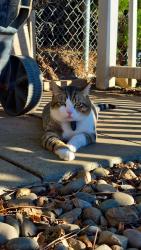 Lost Male Cat last seen Terrace Hights drive around 7-Eleven, Classic Auto and Dental Center, Yakima, WA 98901