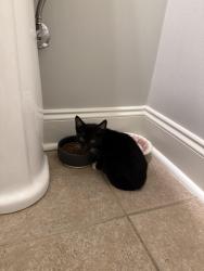 Found/Stray Male Cat last seen N Thomas Street, Athens, GA 30601
