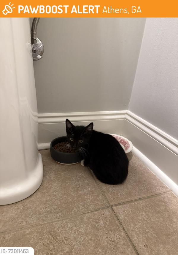 Found/Stray Male Cat last seen N Thomas Street, Athens, GA 30601