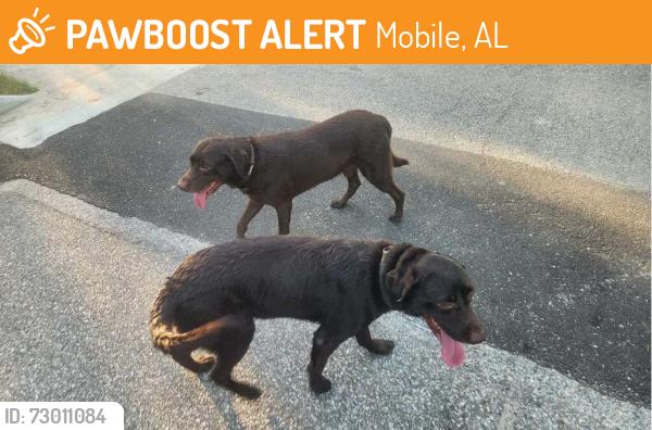 Found/Stray Male Dog last seen St Andrews Country Club and Riviere Du Chien Rd, Mobile, AL 36693