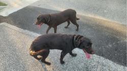 Found/Stray Male Dog last seen St Andrews Country Club and Riviere Du Chien Rd, Mobile, AL 36693