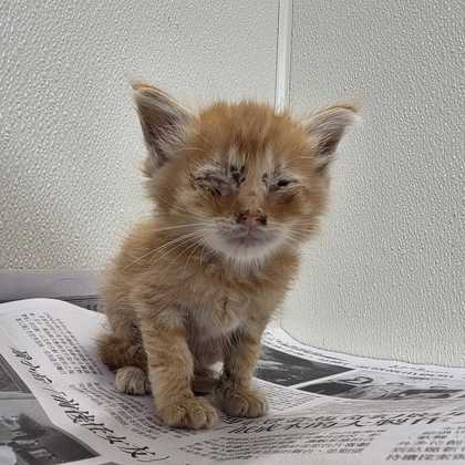 Shelter Stray Female Cat last seen Water Well Rd / Fazzino Ln, Brazos County, TX, 5359 Leonard Rd, Bryan, TX 77807, USA