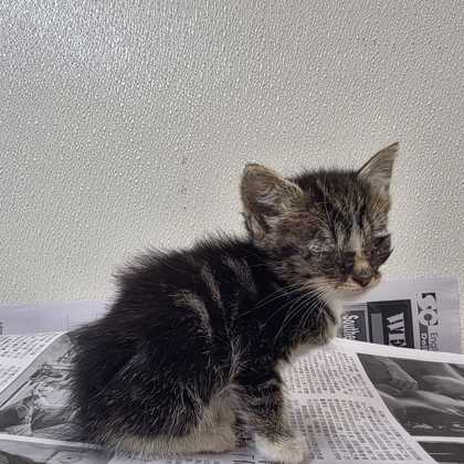 Shelter Stray Female Cat last seen Water Well Rd / Fazzino Ln, Brazos County, TX, 5359 Leonard Rd, Bryan, TX 77807, USA