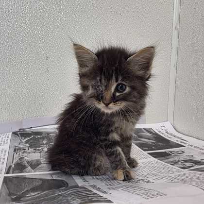 Shelter Stray Female Cat last seen Water Well Rd / Fazzino Ln, Brazos County, TX, 5359 Leonard Rd, Bryan, TX 77807, USA