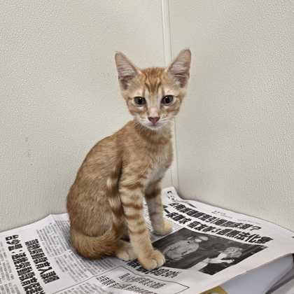 Shelter Stray Male Cat last seen Water Well Rd / Fazzino Ln, Brazos County, TX, 5359 Leonard Rd, Bryan, TX 77807, USA