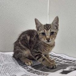 Shelter Stray Female Cat last seen Water Well Rd / Fazzino Ln, Brazos County, TX, 5359 Leonard Rd, Bryan, TX 77807, USA