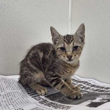 Shelter Stray Female Cat last seen Water Well Rd / Fazzino Ln, Brazos County, TX, 5359 Leonard Rd, Bryan, TX 77807, USA
