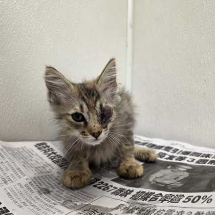 Shelter Stray Female Cat last seen Water Well Rd / Fazzino Ln, Brazos County, TX, 5359 Leonard Rd, Bryan, TX 77807, USA