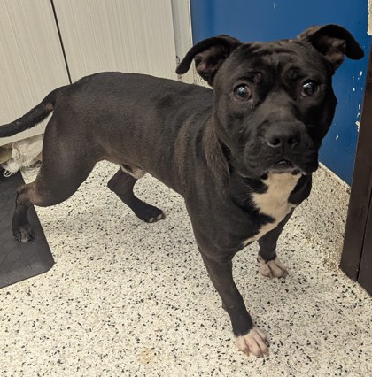 Shelter Stray Male Dog last seen Near lakewood ter, Atlanta, GA, 1251 Fulton Industrial Blvd NW, Atlanta, GA 30336, USA