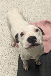Shelter Stray Female Dog last seen Near Birling Dr, South Fulton, GA, 1251 Fulton Industrial Blvd NW, Atlanta, GA 30336, USA