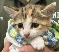 Shelter Stray Female Cat last seen Near Longview St, 75149, TX, 1650 Gross Rd, Mesquite, TX 75149, USA