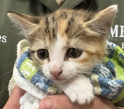 Shelter Stray Female Cat last seen Near Longview St, 75149, TX, 1650 Gross Rd, Mesquite, TX 75149, USA