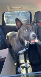 Shelter Stray Female Dog last seen Catawba/N Main St, Belmont, NC, 1491 Business Park Ct, Gastonia, NC 28052, USA