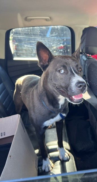 Shelter Stray Female Dog last seen Catawba/N Main St, Belmont, NC, 1491 Business Park Ct, Gastonia, NC 28052, USA