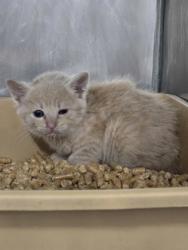Shelter Stray Female Cat last seen Near Woodland Ave, New Bern City Limits, NC, 1639 Old Airport Rd, New Bern, NC 28562, USA
