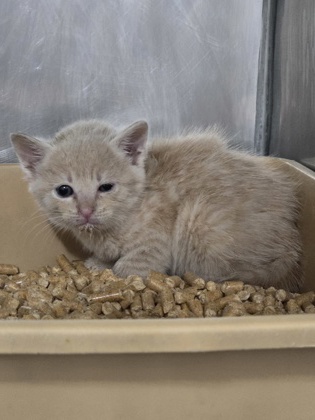Shelter Stray Female Cat last seen Near Woodland Ave, New Bern City Limits, NC, 1639 Old Airport Rd, New Bern, NC 28562, USA