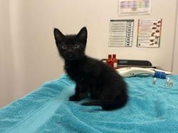 Shelter Stray Male Cat last seen E 33rd St and Bellefontaine Ave, KCMO, 64128, 64128, MO, 7077 Elmwood Ave, Kansas City, MO 64132, USA