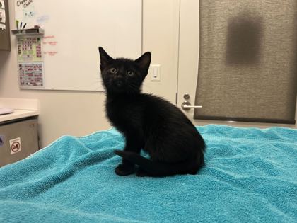 Shelter Stray Female Cat last seen E 33rd St and Bellefontaine Ave, KCMO, 64128, 64128, MO, 7077 Elmwood Ave, Kansas City, MO 64132, USA