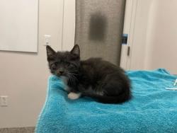 Shelter Stray Male Cat last seen E 33rd St and Bellefontaine Ave, KCMO, 64128, 64128, MO, 7077 Elmwood Ave, Kansas City, MO 64132, USA