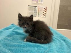Shelter Stray Female Cat last seen E 33rd St and Bellefontaine Ave, KCMO, 64128, 64128, MO, 7077 Elmwood Ave, Kansas City, MO 64132, USA