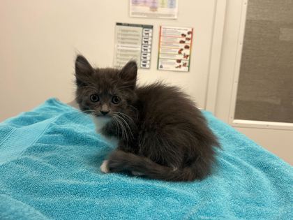 Shelter Stray Female Cat last seen E 33rd St and Bellefontaine Ave, KCMO, 64128, 64128, MO, 7077 Elmwood Ave, Kansas City, MO 64132, USA