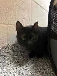 Shelter Stray Female Cat last seen Near oak ave, Knox County GP, TN, 3201 Division St, Knoxville, TN 37919, USA