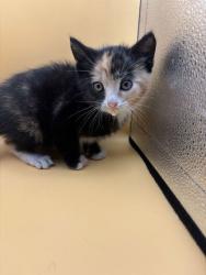 Shelter Stray Female Cat last seen intersection of western and middlebrooke, City of Knoxville GP, TN, 3201 Division St, Knoxville, TN 37919, USA