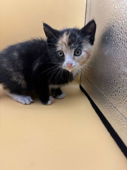 Shelter Stray Female Cat last seen intersection of western and middlebrooke, City of Knoxville GP, TN, 3201 Division St, Knoxville, TN 37919, USA