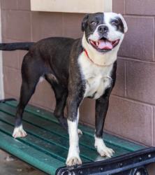 Shelter Stray Female Dog last seen Near Creekwood Ter, Decatur, GA 30030, 30030, GA, 3280 Chamblee Dunwoody Rd, Chamblee, GA 30341, USA