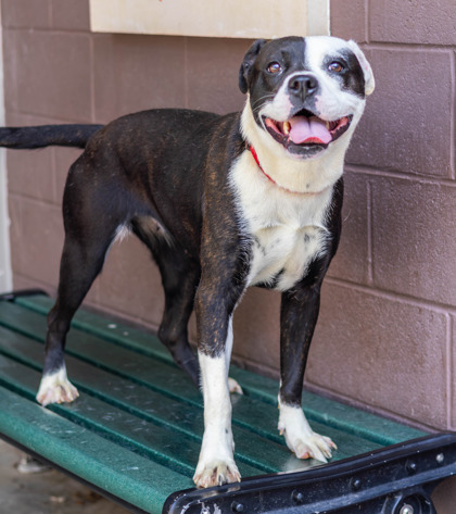 Shelter Stray Female Dog last seen Near Creekwood Ter, Decatur, GA 30030, 30030, GA, 3280 Chamblee Dunwoody Rd, Chamblee, GA 30341, USA
