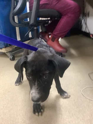 Shelter Stray Female Dog last seen Near BENNETT BEND AVE, East District, TX, 355 Hillshire Dr, Haslet, TX 76052, USA