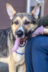 Shelter Stray Male Dog last seen , 30035, GA, 3280 Chamblee Dunwoody Rd, Chamblee, GA 30341, USA