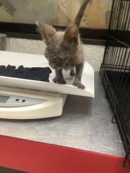 Shelter Stray Male Cat last seen Near Pate Dr, East District, TX, 355 Hillshire Dr, Haslet, TX 76052, USA